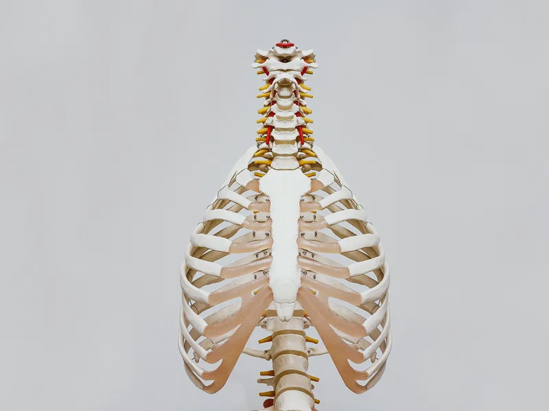 How X-Rays works at Schanuth Family Chiropractic